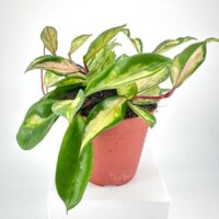 Hoya Carnosa Tricolour Wax Plant
