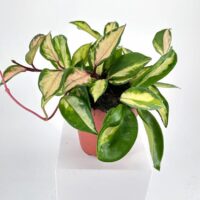 Hoya Carnosa Tricolour Wax Plant