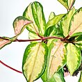 Hoya Carnosa Tricolour Wax Plant