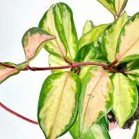 Hoya Carnosa Tricolour Wax Plant