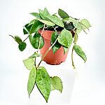 Hoya Parasitica Black Margin Wax Plant