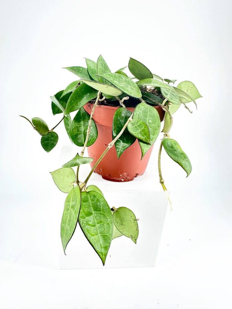 Hoya Parasitica Black Margin Wax Plant