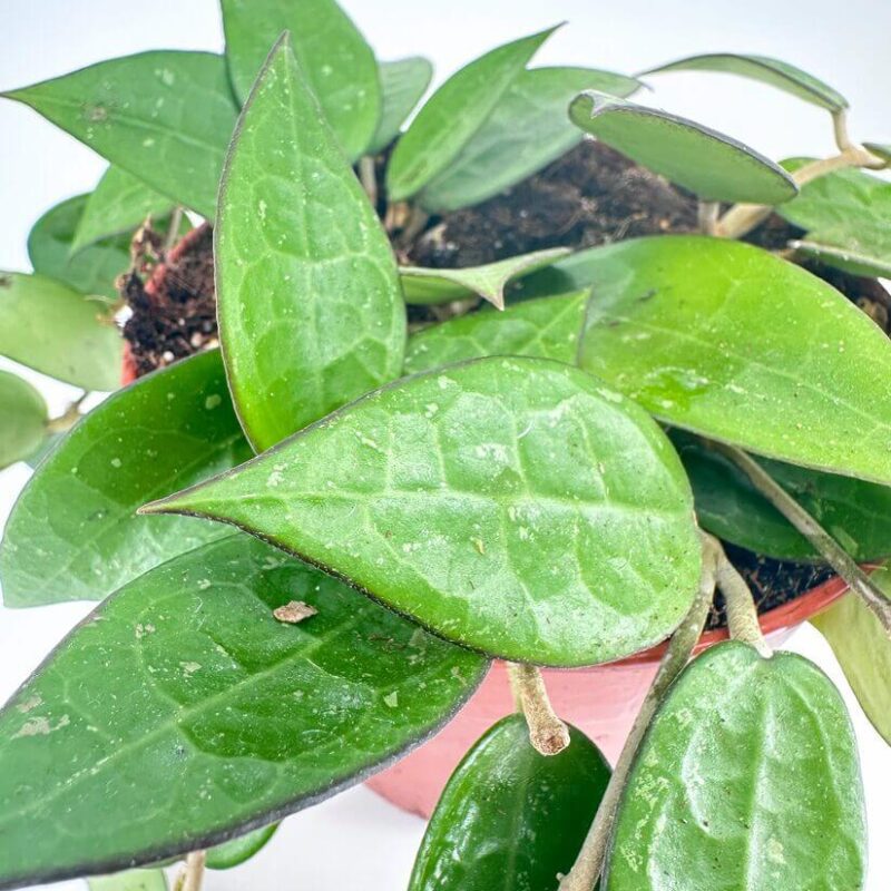 Hoya Parasitica Black Margin Hoya Parasitica Black Margin