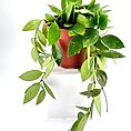 Hoya Memoria Gracilis Wax Plant
