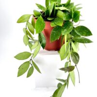 Hoya Memoria Gracilis Wax Plant
