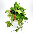 Hoya Memoria Gracilis Wax Plant