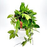 Hoya Memoria Gracilis Wax Plant