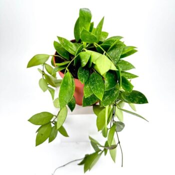 Hoya Memoria Gracilis Wax Plant