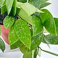 Hoya Memoria Gracilis Wax Plant