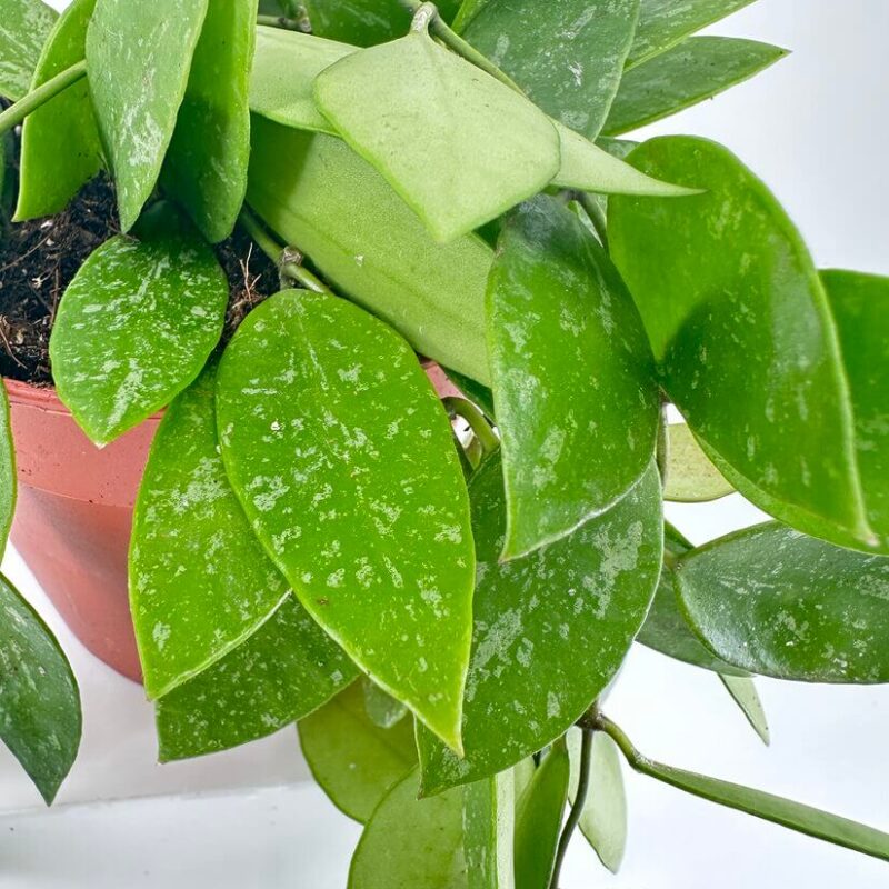 Hoya Memoria Gracilis Wax Plant Hoya Memoria Gracilis Wax Plant