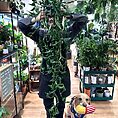 Epipremnum Shangri La Sleeping Pothos