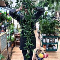 Epipremnum Shangri La Sleeping Pothos