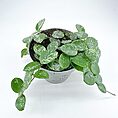 Variegated green plant in gray pot on white background, ideal for home decor.