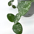 Close-up of variegated Hoya plant in eco-friendly pot against white background.