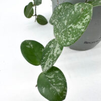 Close-up of variegated Hoya plant in eco-friendly pot against white background.