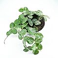 Lush potted plant with heart-shaped, variegated leaves, contrasting against a white background.