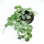Hoya Mathilde Splash Wax Plant
