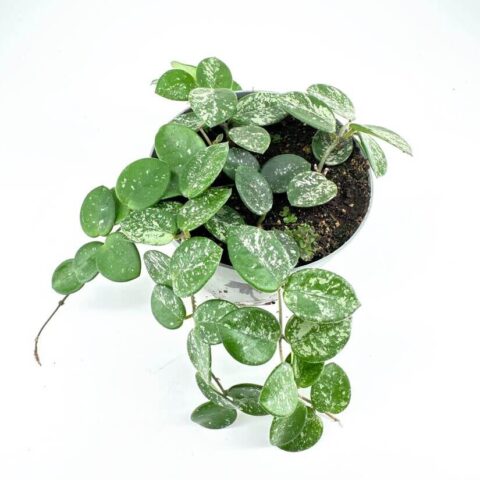 Lush potted plant with heart-shaped, variegated leaves, contrasting against a white background.