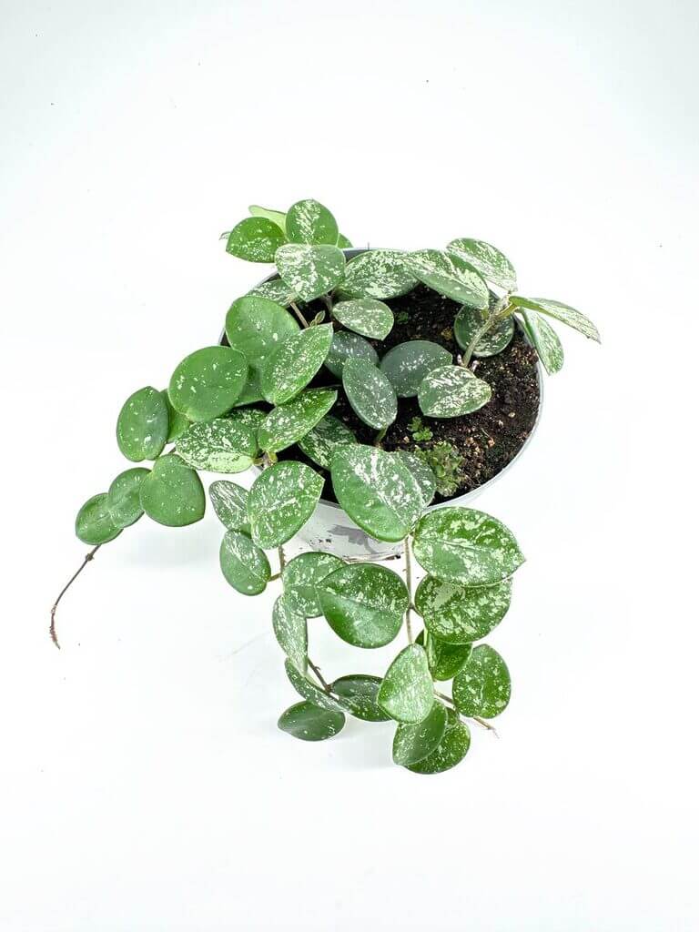 Lush potted plant with heart-shaped, variegated leaves, contrasting against a white background.