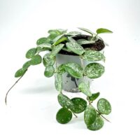 Lush indoor plant with variegated leaves in a minimalist, modern setting.