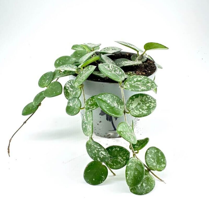 Hoya Mathilde Splash Wax Plant Lush indoor plant with variegated leaves in a minimalist, modern setting.