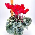 Vibrant red cyclamen flowers and green leaves with ruler measuring 30cm in white setting.