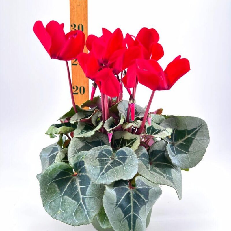 Cyclamen Persian Violet Vibrant red cyclamen flowers and green leaves with ruler measuring 30cm in white setting.