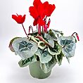 Cyclamen potted plant with red flowers and heart-shaped leaves in a green pot.
