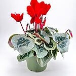 Cyclamen Persian Violet 13cm pot