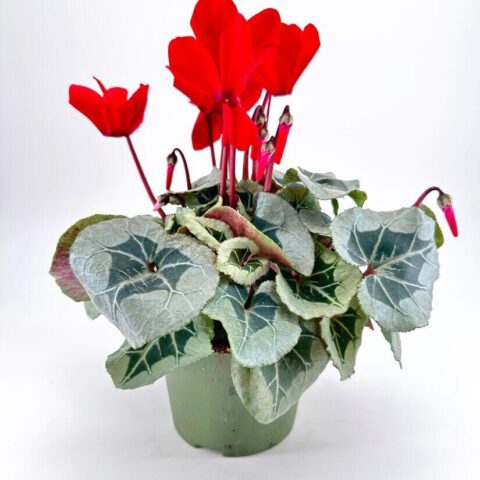 Cyclamen potted plant with red flowers and heart-shaped leaves in a green pot.