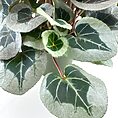 Close-up of cyclamen plant leaves with heart-shaped, silvery-green foliage and purple stems.