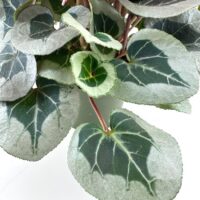Close-up of cyclamen plant leaves with heart-shaped, silvery-green foliage and purple stems.
