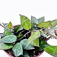 Potted tropical plant with green and yellow leaves, pink pot, against a white background.