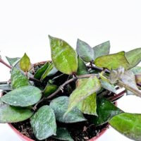 Potted tropical plant with green and yellow leaves, pink pot, against a white background.