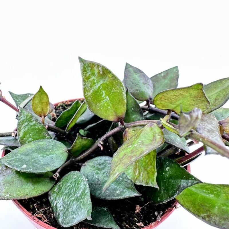 Hoya Krohniana Black Leaves Potted tropical plant with green and yellow leaves, pink pot, against a white background.