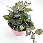 Hoya Krohniana Black Leaves Wax Plant