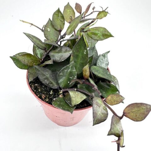 Potted plant with glossy dark green leaves and purple stems in terracotta pot on white background.