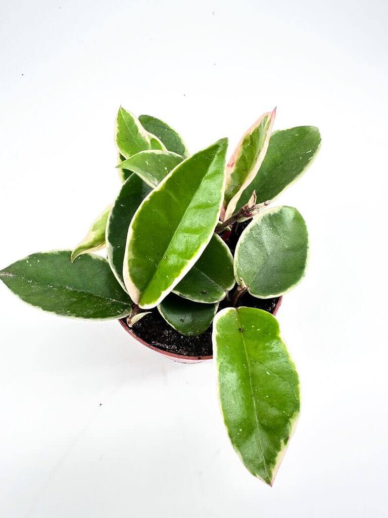 Variegated indoor plant with green, cream, and pink leaves in a terracotta pot.