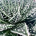 Close-up of a textured green succulent with white spots and spikes, highlighting its geometric leaves.