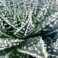 Close-up of a textured green succulent with white spots and spikes, highlighting its geometric leaves.