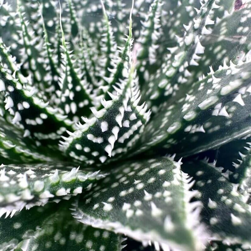 Aloe Aristata Safari Zambezi Close-up of a textured green succulent with white spots and spikes, highlighting its geometric leaves.