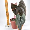 Vibrant Anthurium plant in terracotta pot with heart-shaped leaves and scale ruler for size.