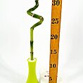 Spiral-shaped bamboo in lime vase with ruler for scale, on white background.