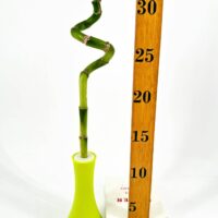 Spiral-shaped bamboo in lime vase with ruler for scale, on white background.