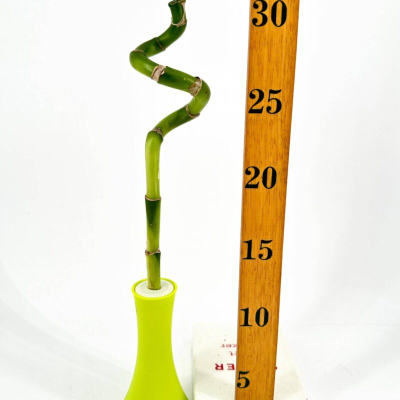 Spiral Bamboo Elegance in Vibrant Lime Vase Spiral-shaped bamboo in lime vase with ruler for scale, on white background.