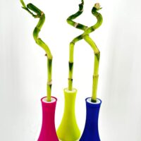 Vibrant bamboo in colourful vases against a minimalist white background, showcasing modern decor.