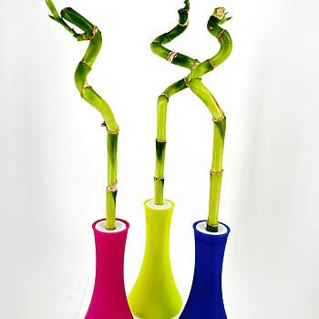 Vibrant bamboo in colourful vases against a minimalist white background, showcasing modern decor.