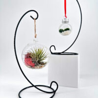 Minimalist glass terrarium orbs on black stands with air plants and moss.