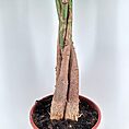 A Pachira aquatica plant, also known as the Money Tree, featuring glossy green, five-lobed leaves and a braided trunk; symbolizes luck and prosperity and can be grown as an easy-care bonsai.
