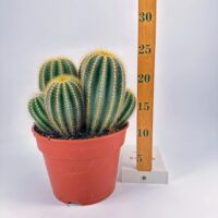Easy to Care Large Cactus
